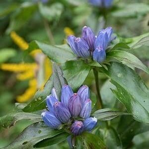 VlLGdid4QzKusHazCX8o_file